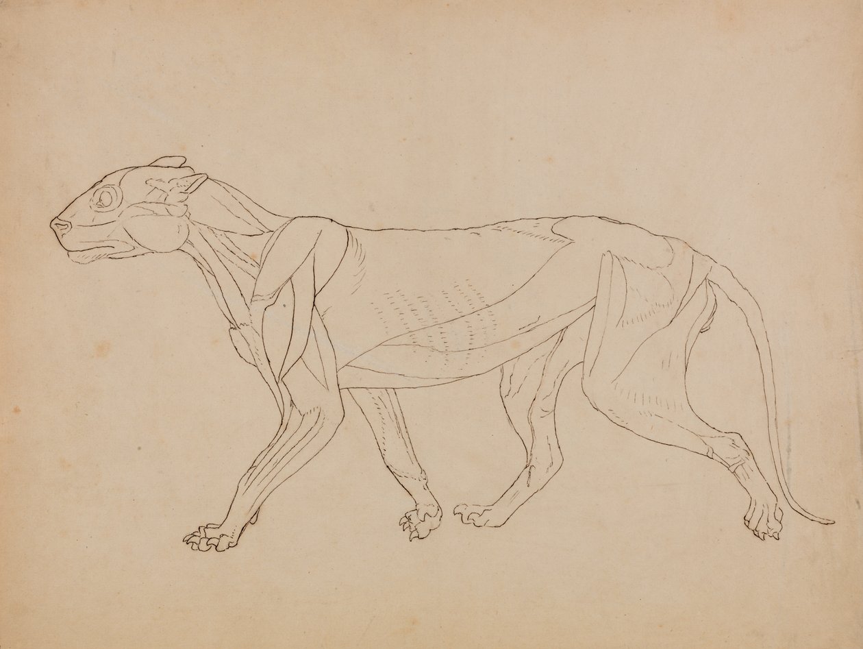 Study of a Tiger, Lateral View, from A Comparative Anatomical Exposition of the Structure of the Human Body with that of a Tiger and a Common Fowl by George Stubbs