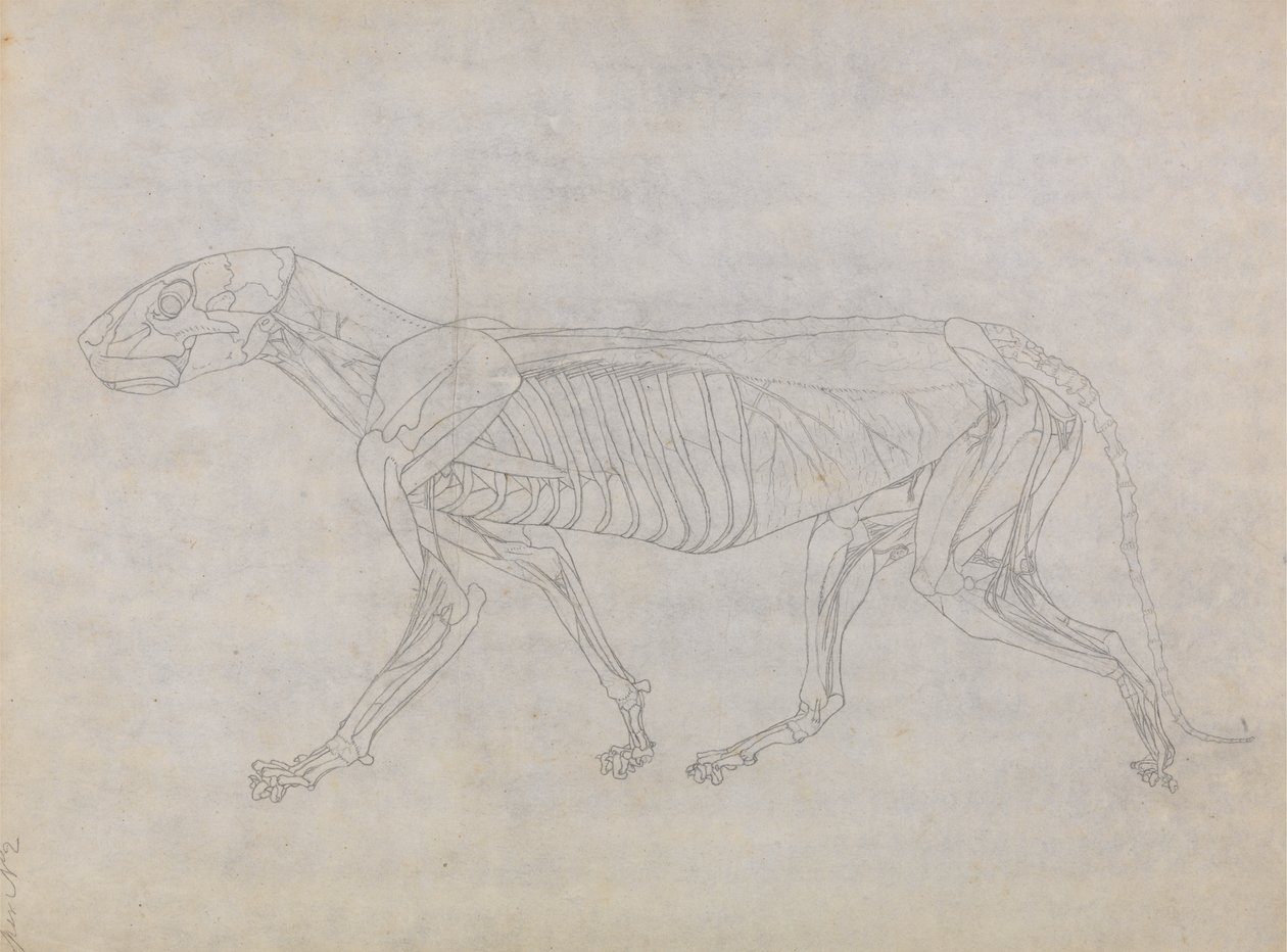 Study of a Tiger, Lateral View, from A Comparative Anatomical ...