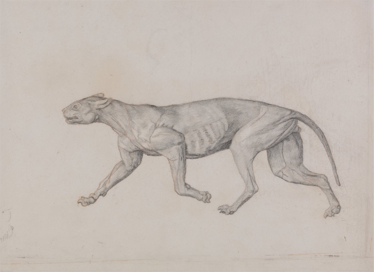Study of a Tiger, Lateral View, from A Comparative Anatomical ...