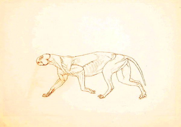 Study of a Tiger, Lateral View, from A Comparative Anatomical ...