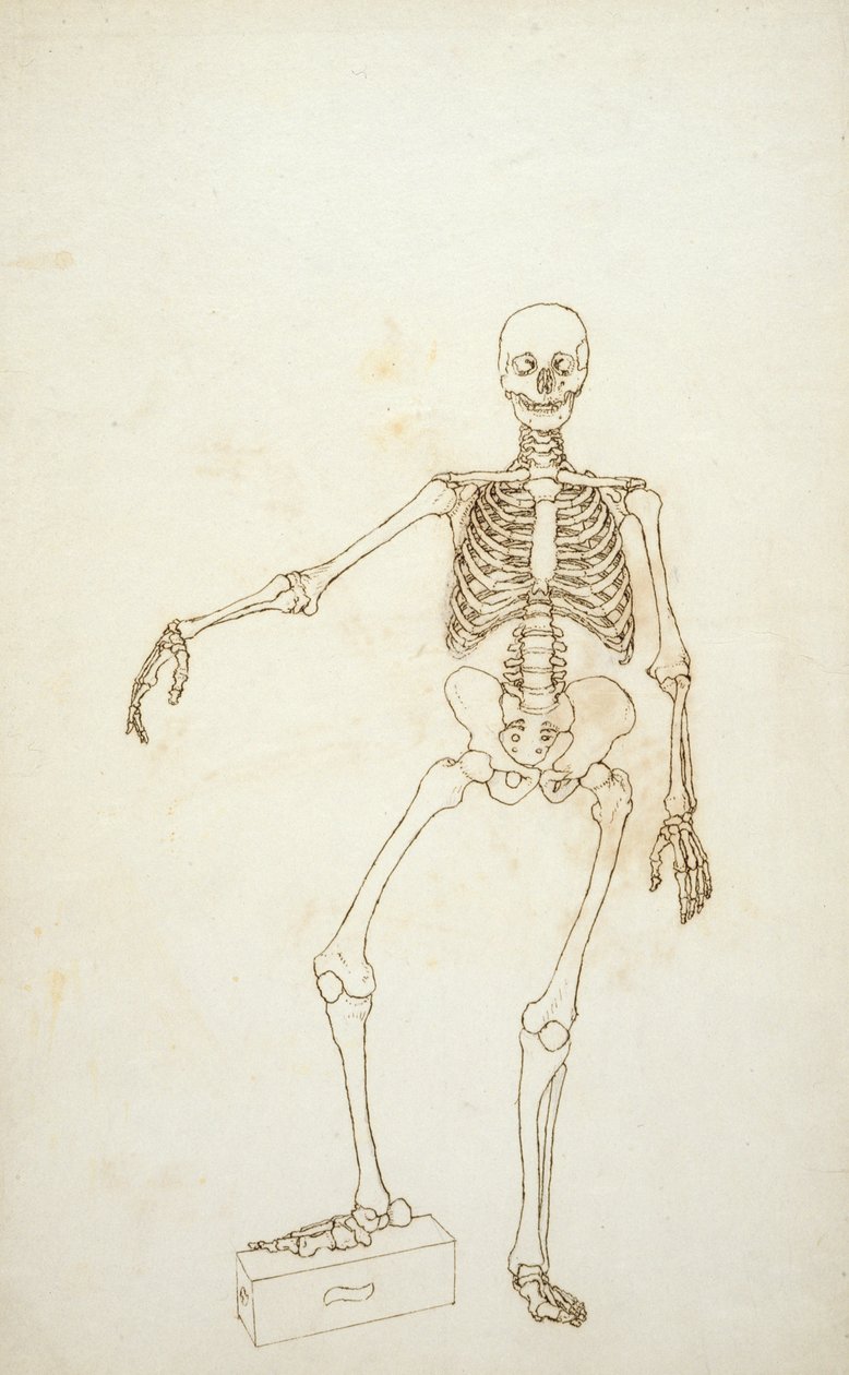 Study of the Human Figure, Anterior View by George Stubbs