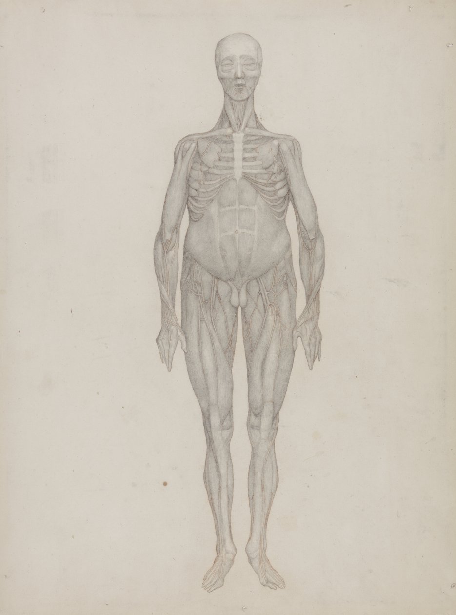 Study of the Human Figure, Anterior View, from 'A Comparative ...