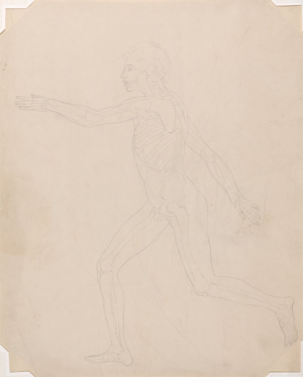 Study of the Human Figure, Lateral View, A Comparative Anatomical Exposition of the Structure of the Human Body with that of a Tiger and a Common Fowl, c.1795-1806 by George Stubbs