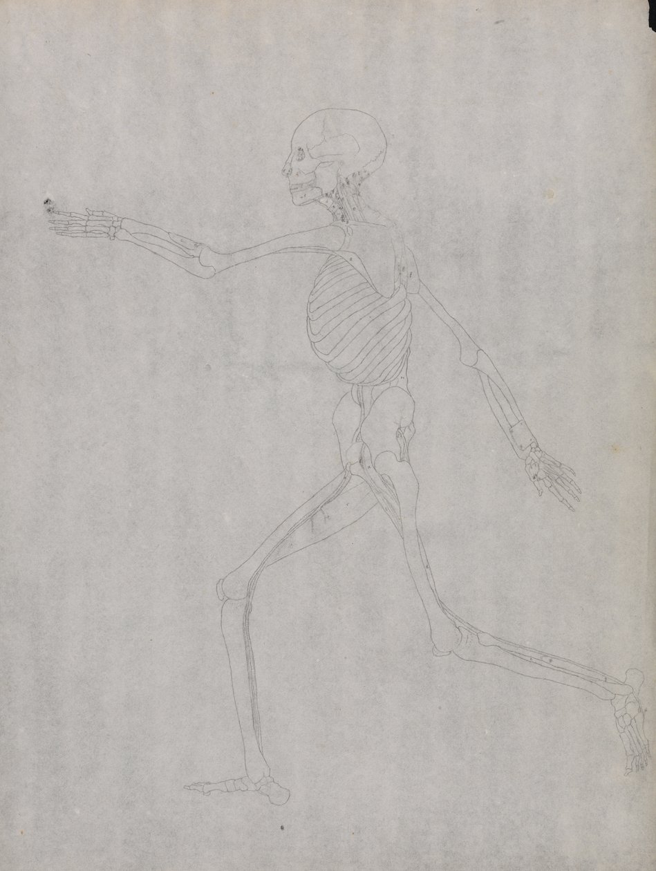 Study of the Human Figure, Lateral View, from A Comparative Anatomical Exposition of the Structure of the Human Body with that of a Tiger and a Common Fowl by George Stubbs