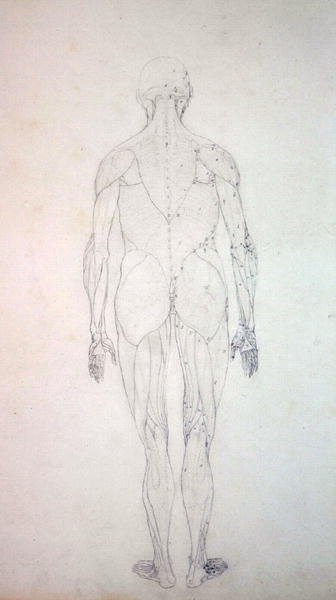 Study of the Human Figure, Posterior View, from A Comparative ...