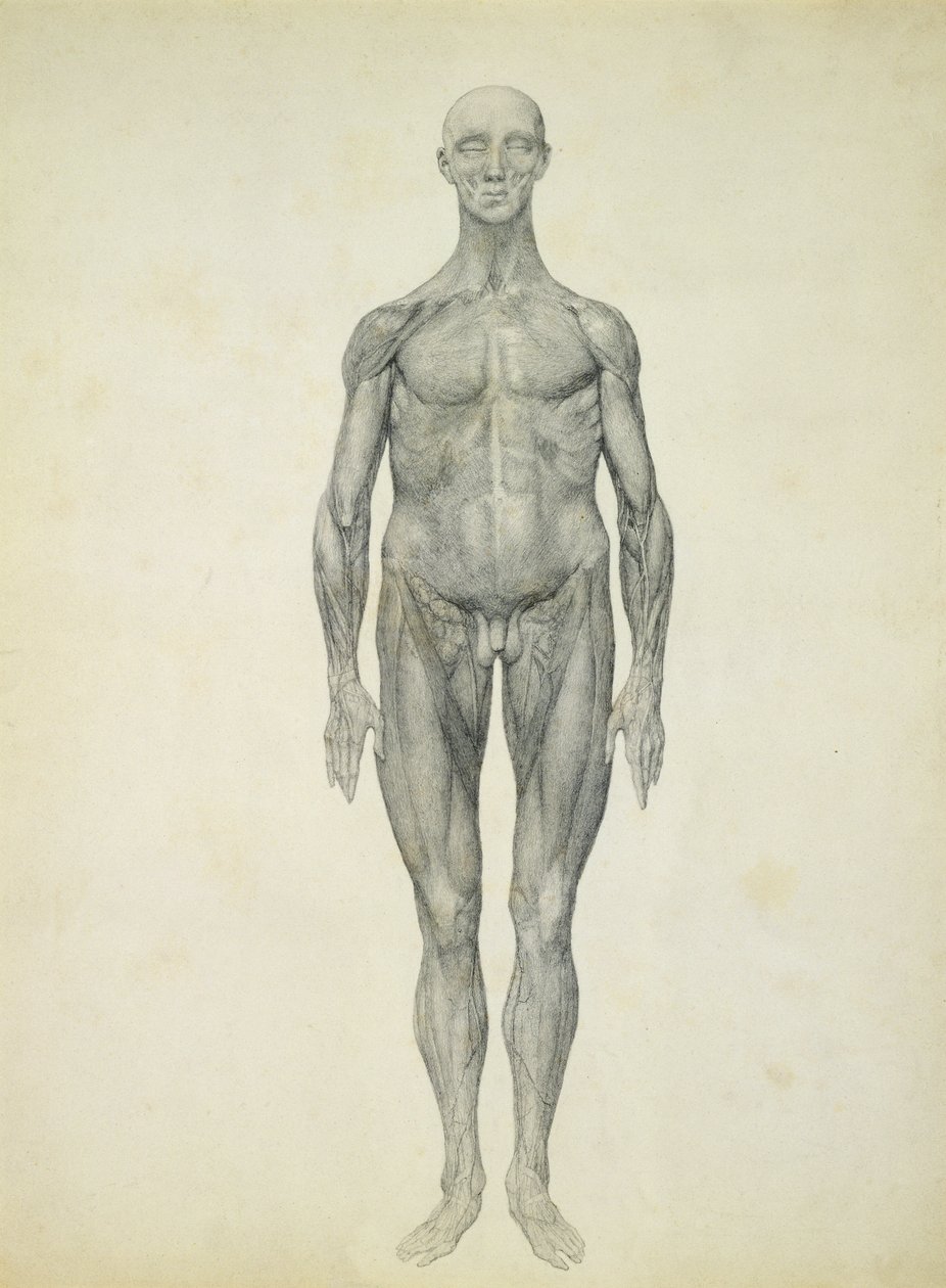 The Human Figure, anterior view, from the series 'A Comparative ...