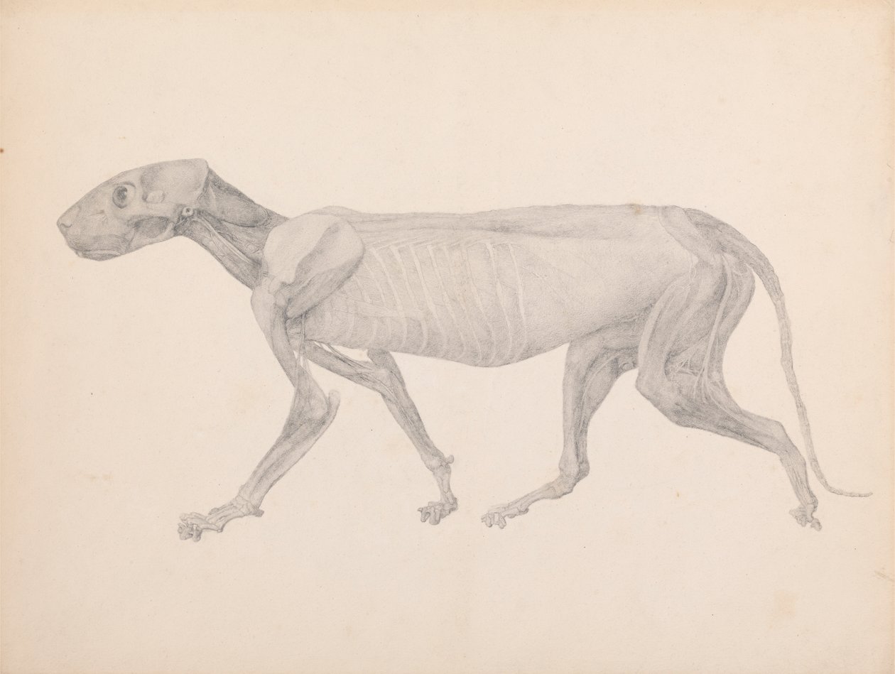 Tiger Body, Lateral View by George Stubbs