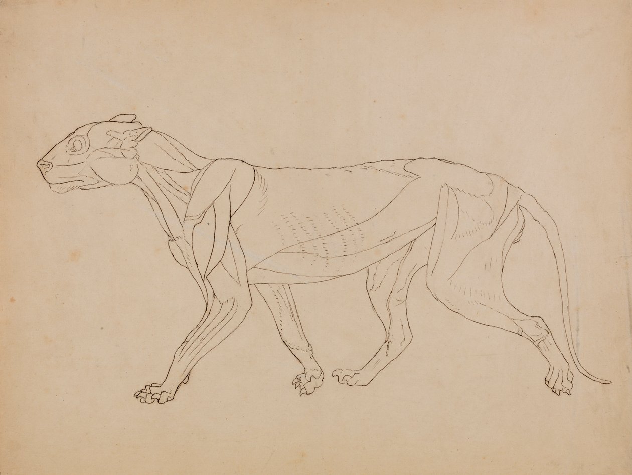 Tiger Body, Lateral View by George Stubbs