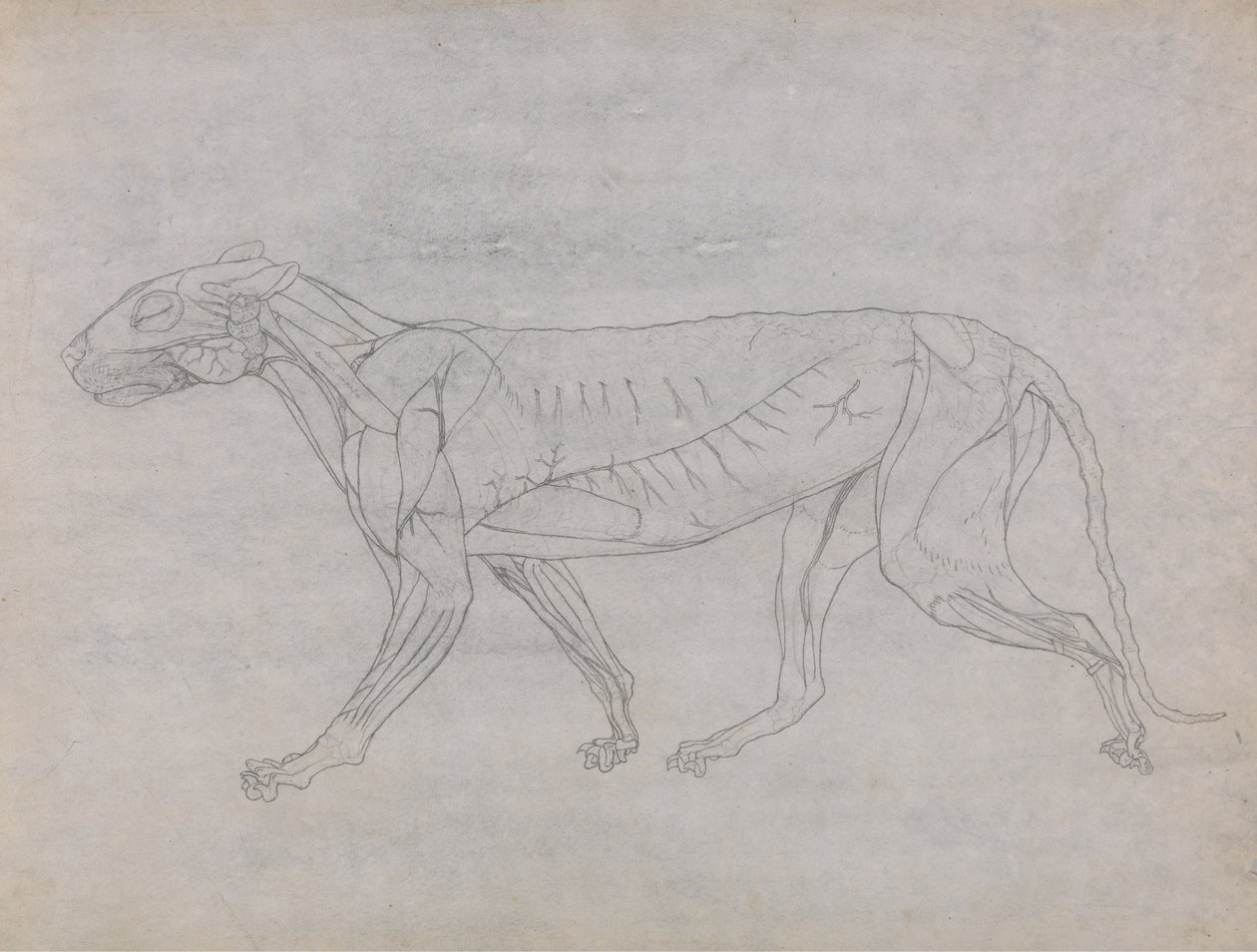 Tiger Body, Lateral View by George Stubbs