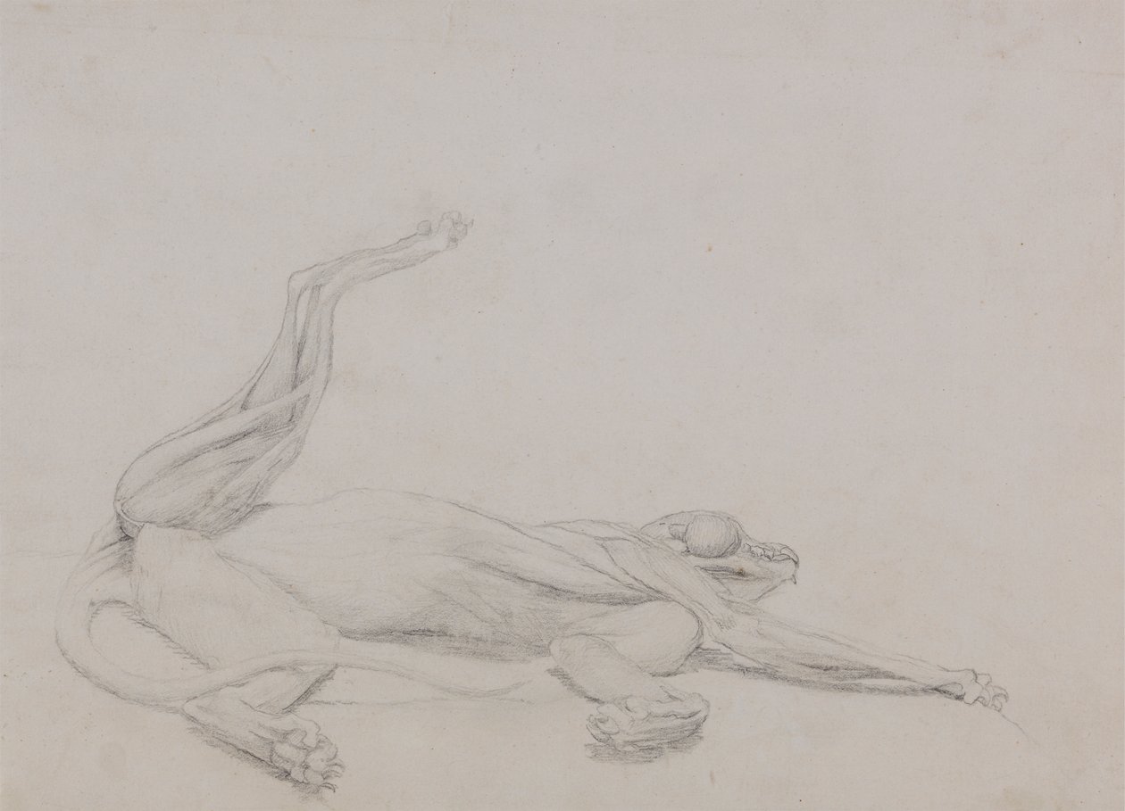 Tiger Body, Recumbent, Viewed Ventrally by George Stubbs