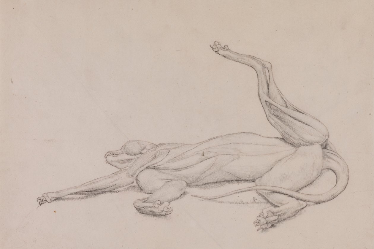 Tiger, Recumbent, Viewed Ventrally by George Stubbs