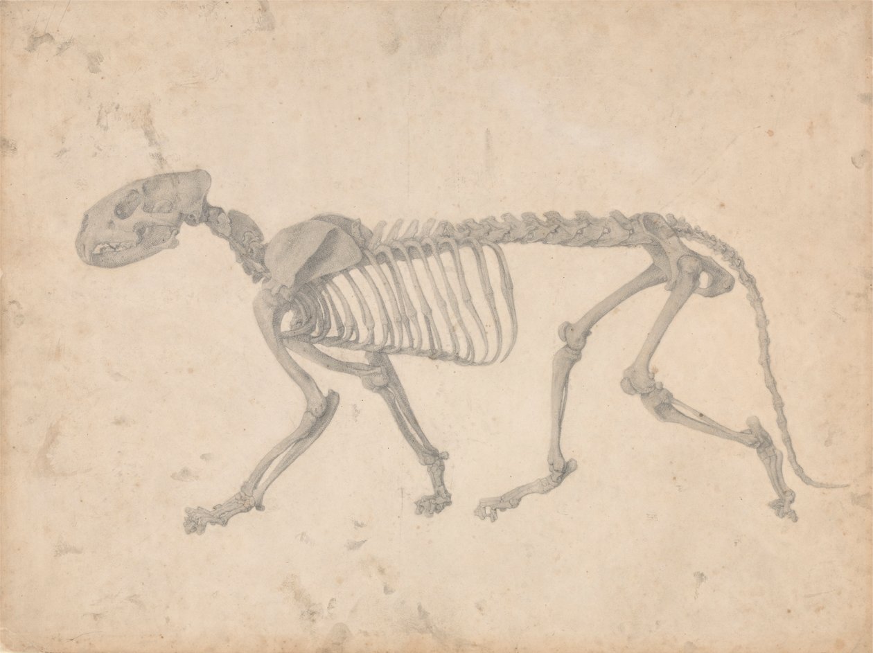 Tiger Skeleton, Lateral View by George Stubbs