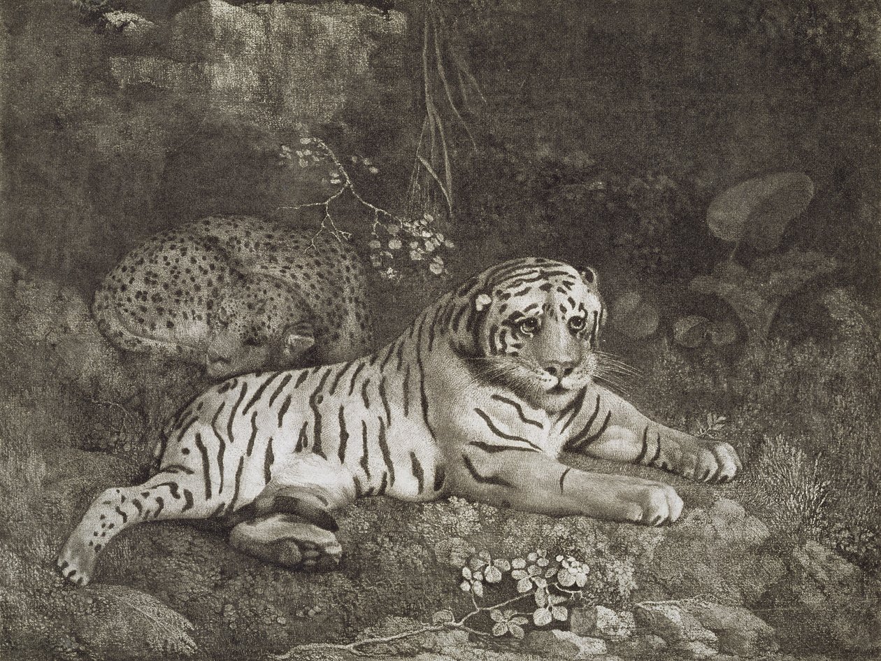 Two Tygers, engraved by the artist, pub. 1788 by George Stubbs