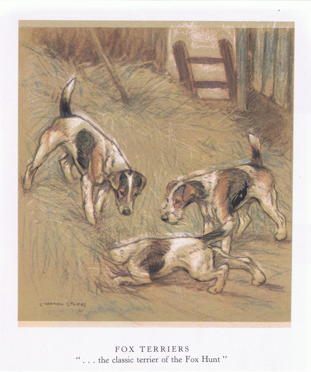 Fox Terriers by George Vernon Stokes