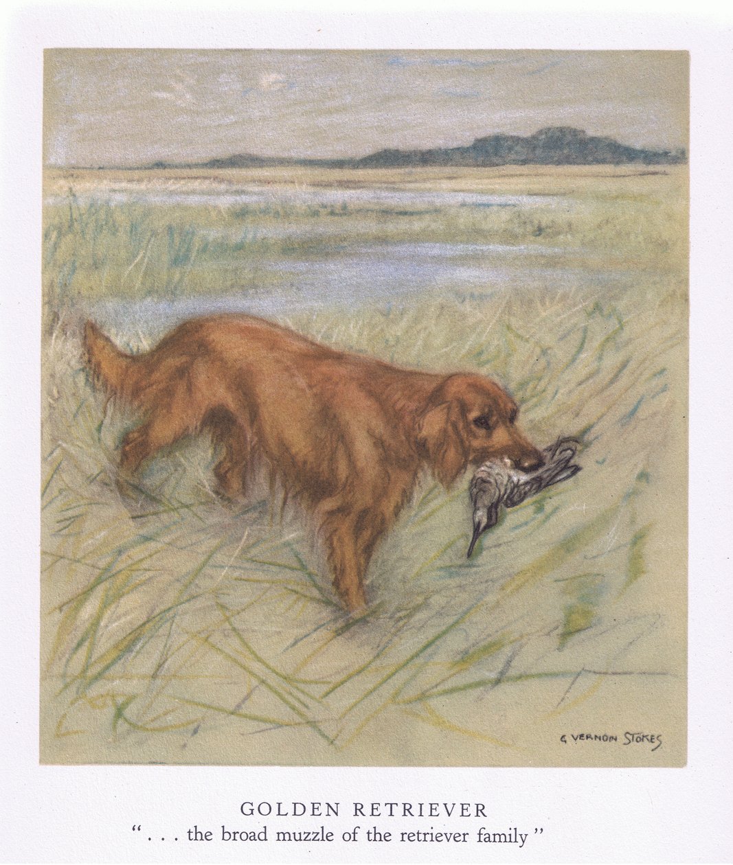 Golden Retriever by George Vernon Stokes