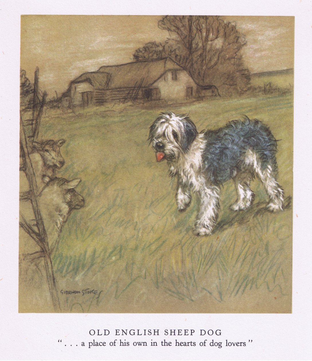 Old English Sheepdog by George Vernon Stokes