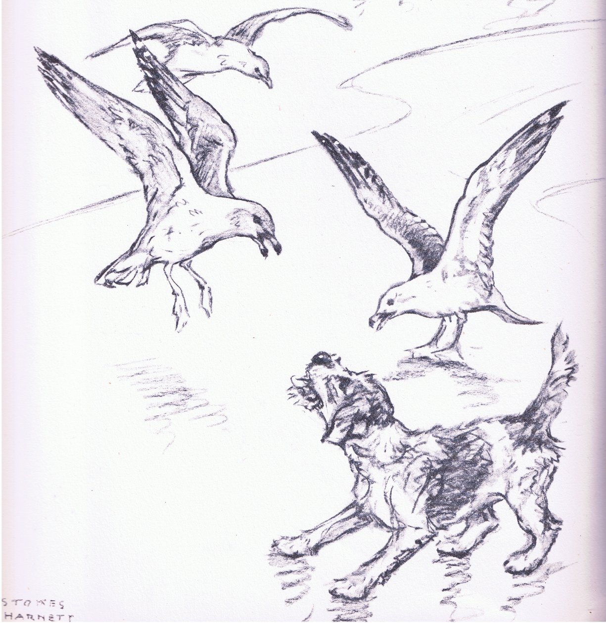 Rosie driving away the seagulls, from Mudlarks published by Collins by George Vernon Stokes
