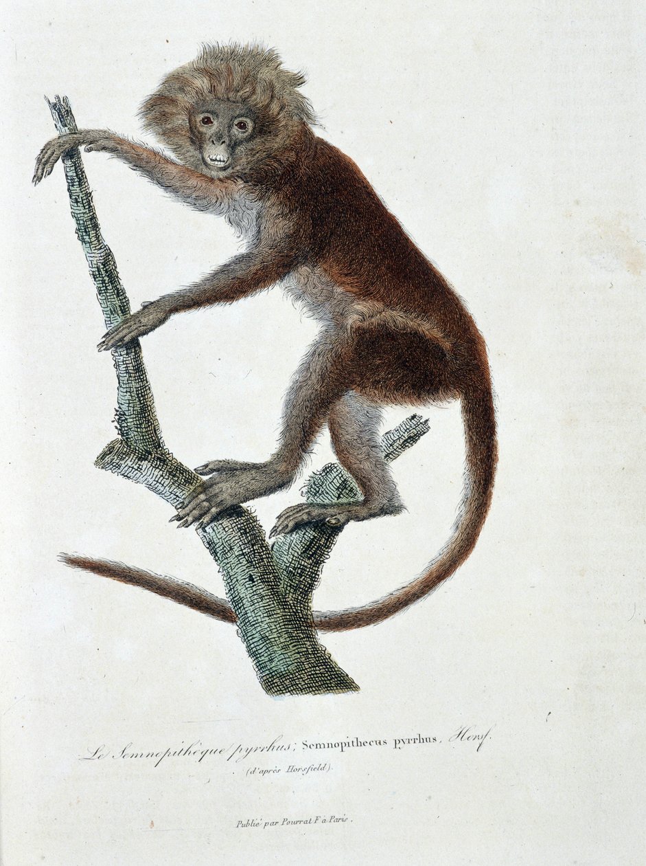 Natural History Plate: Zoological Plate depicting Semnopitheque pyrrhus; Semnopithecus pyrrhus (from Horsfield) - in 