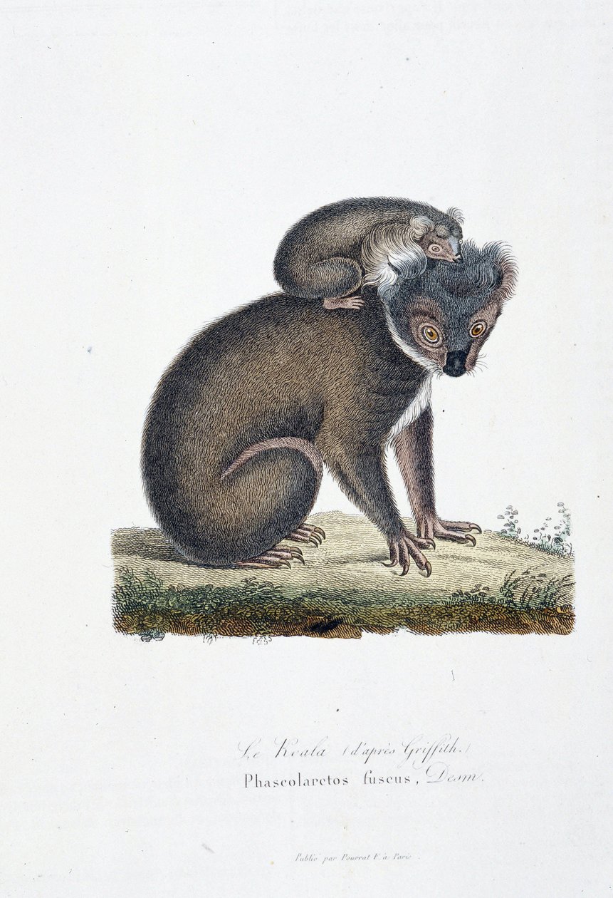 Natural History Plate: Zoological board representing Koala (after Griffith), Phascolarctos Fuscus - in 