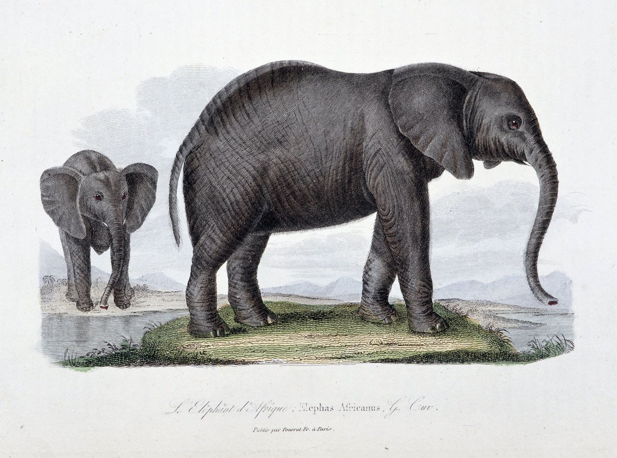 Natural History Plate: Zoological board representing the African elephant; Elephas Africanus - in 