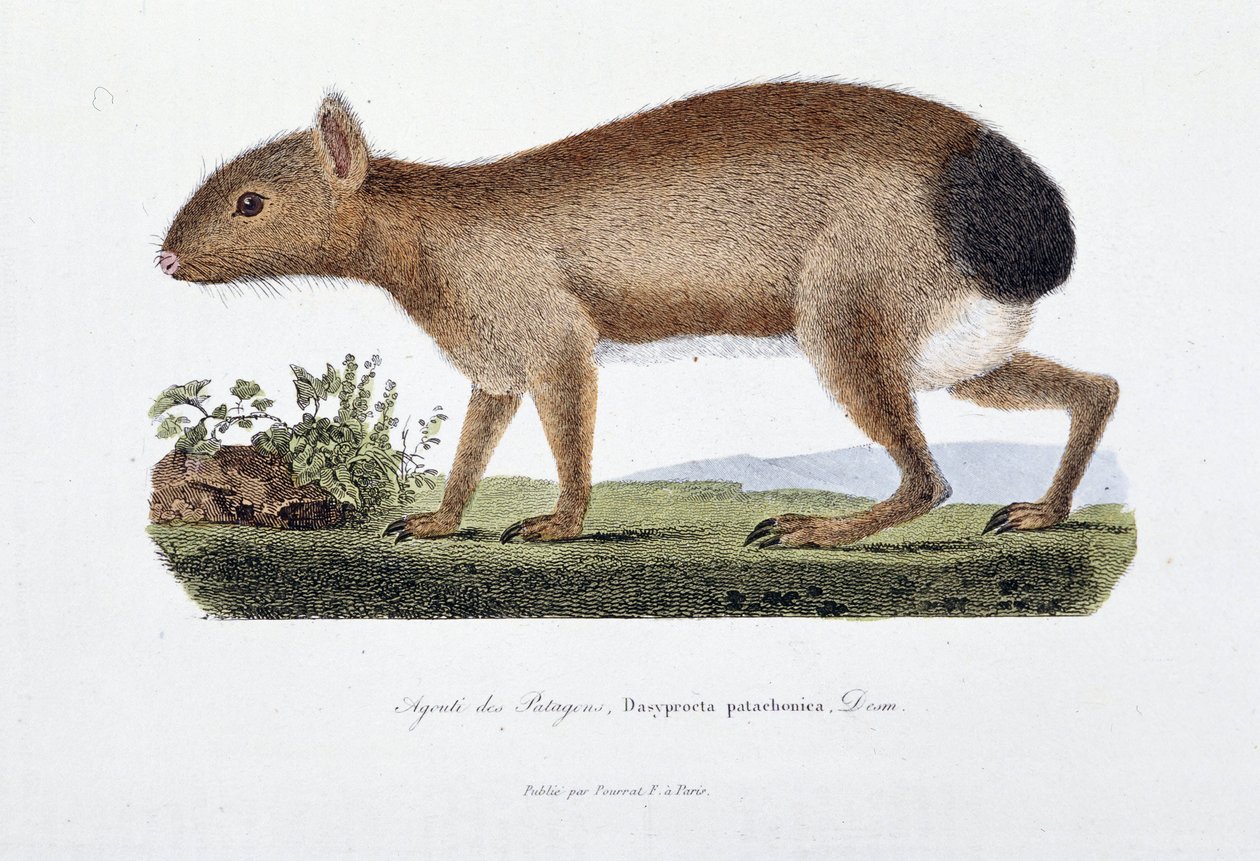 Natural History Plate: Zoological board representing the Agouti des Patagons, Dasyprocta patachonica - in Complete Works of Buffon by naturalist Georges Louis Leclerc, Count of Buffon by Georges-Louis Leclerc