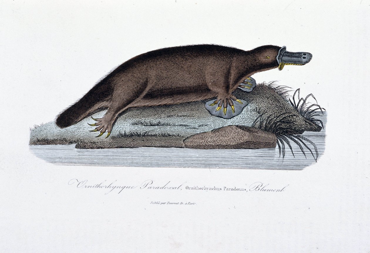 Natural History Plate: Zoological board representing the Ornithorhynchus Paradoxus (Ornithorhynchus Paradoxux), Blumenb - in 