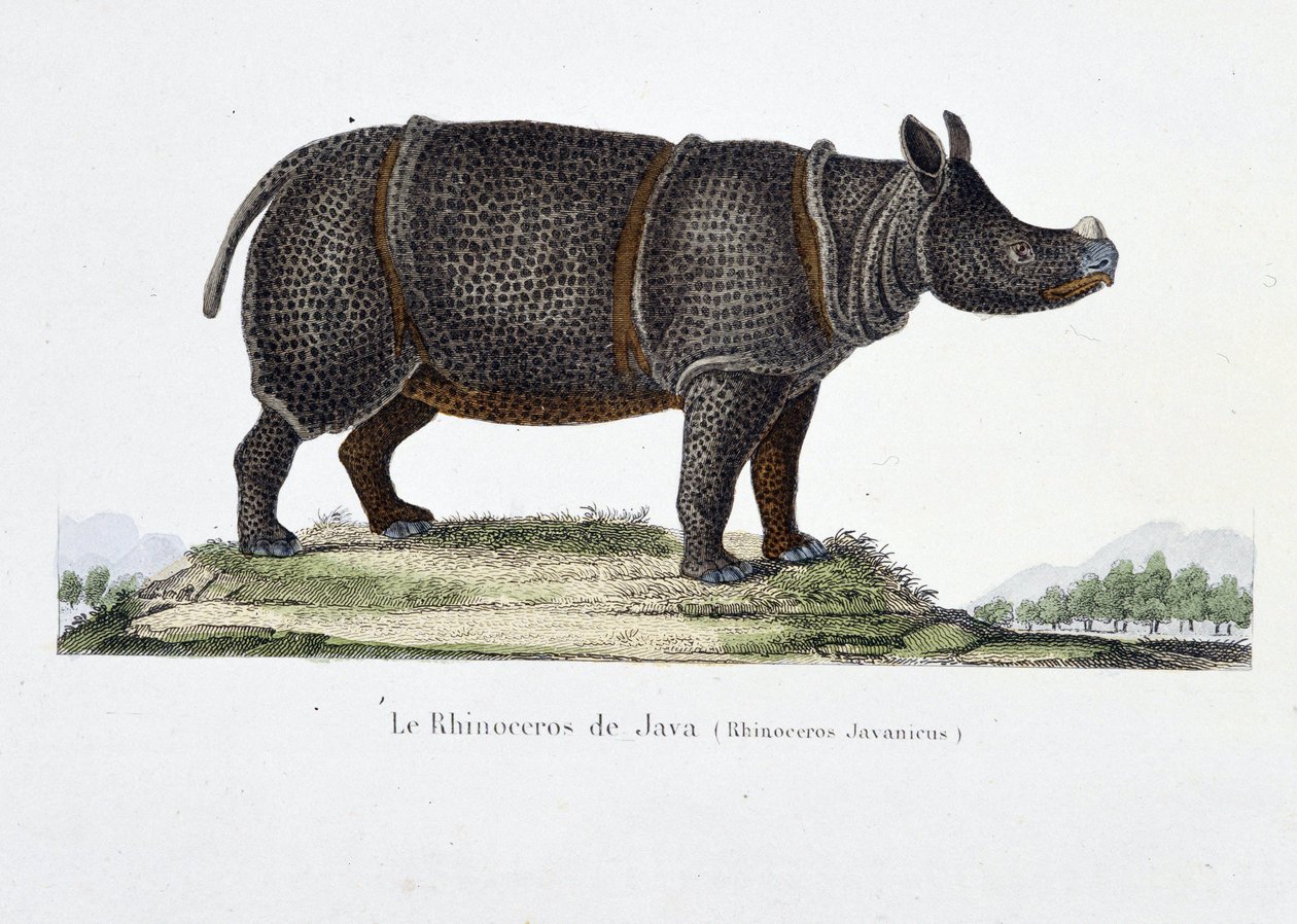 Rhinocéros De Java Javan Rhinoceros Wikipedia