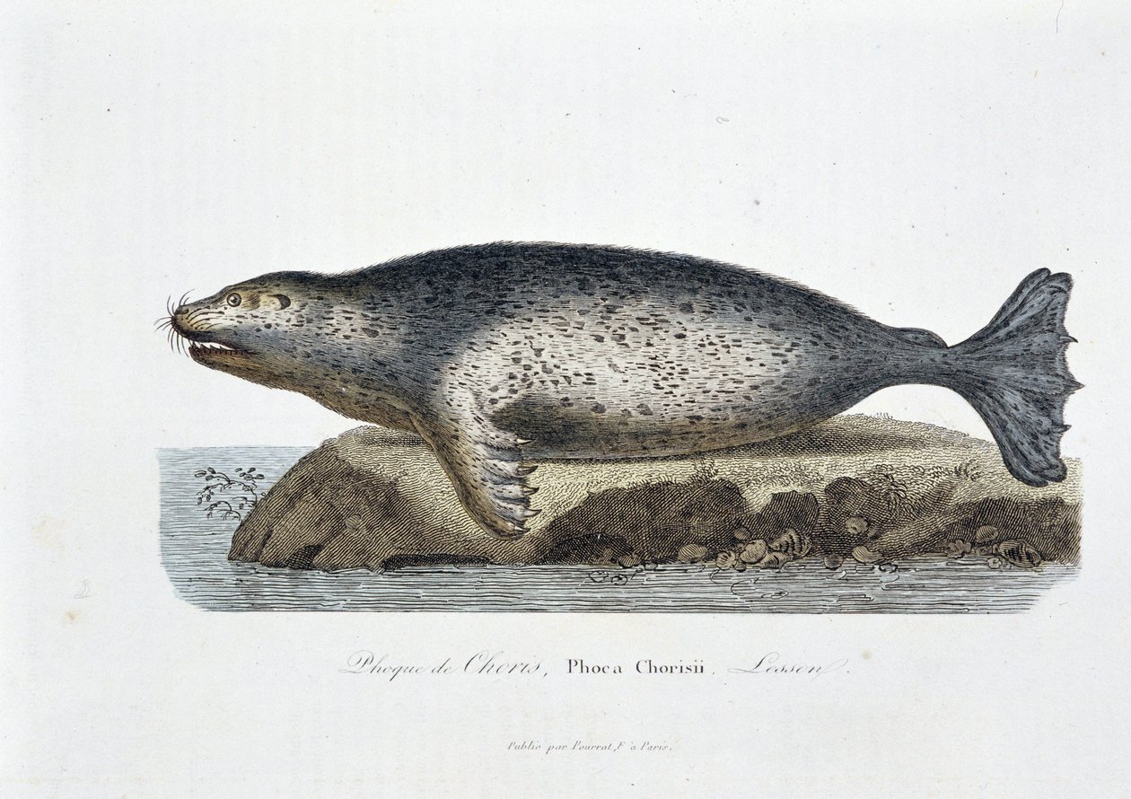 Natural history board: Zoological board depicting the seal of Choris, Phoca Chorisii, Lesson - in Works of Buffon by naturalist Georges Louis Leclerc, Count of Buffon by Georges Louis Leclerc