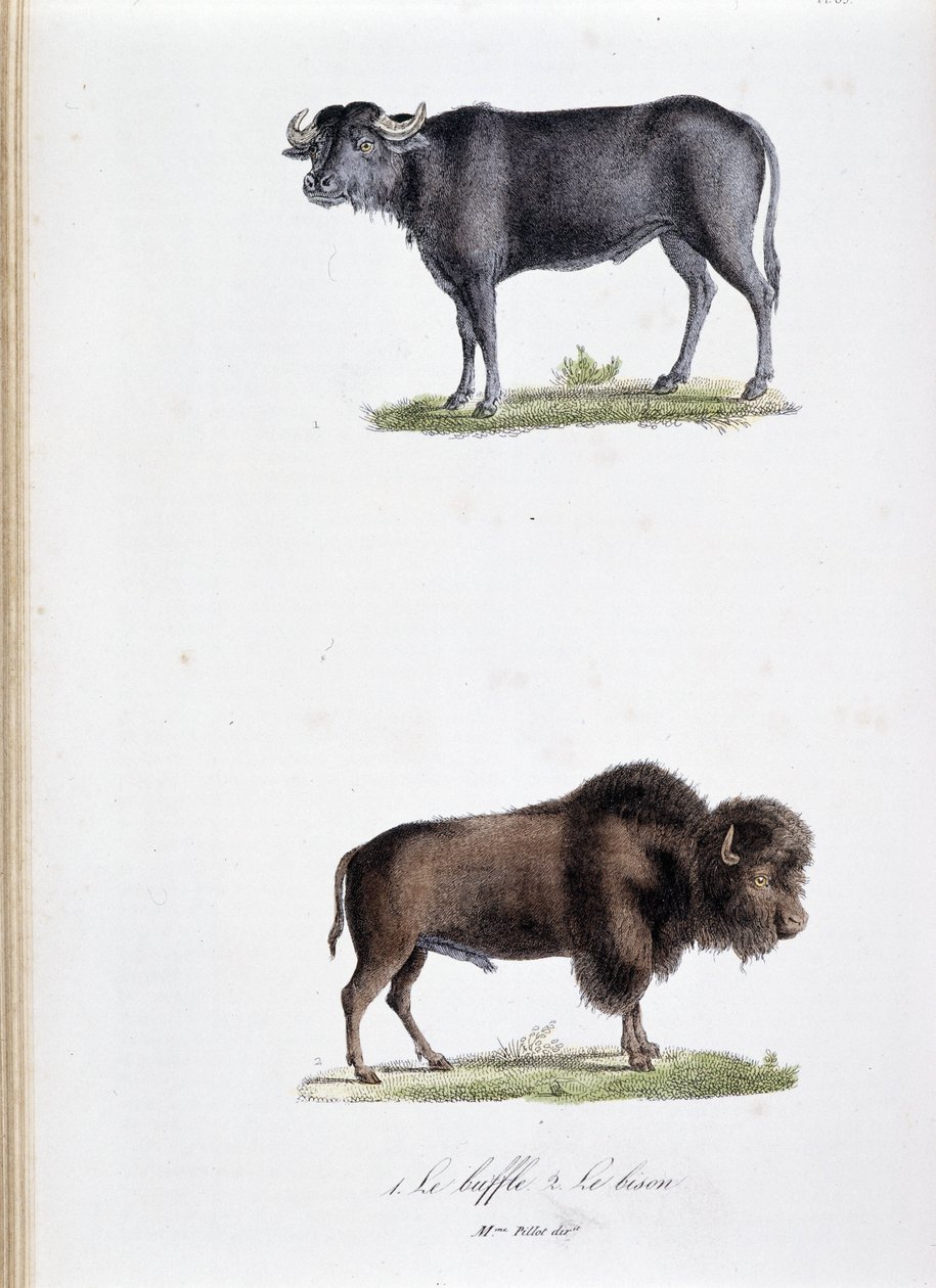 Zoological Board: The Buffalo and The Bison - from 'Complete Works of ...