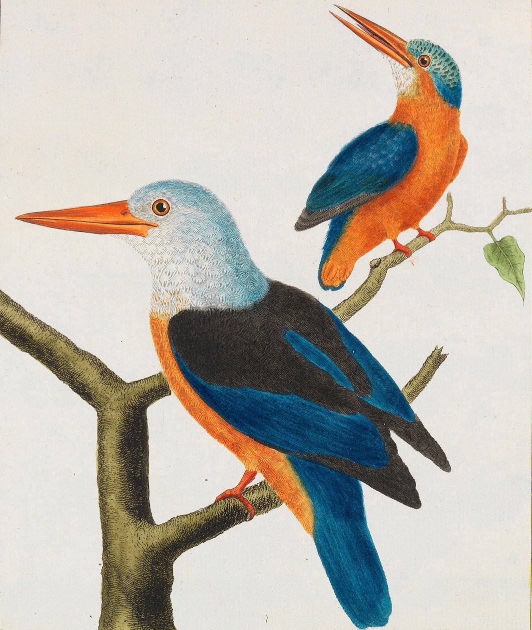 Histoire Naturelle. Oiseaux. Planches Enluminées, 1766-1782 by Georges Louis Leclerc de Buffon