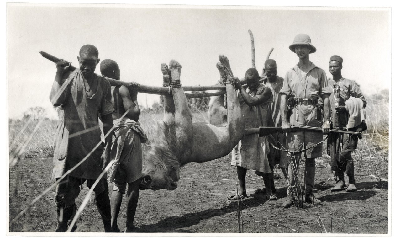 Lion at Bahr el Ghazal, Am Dafok, 1925 by Georges Marie Haardt