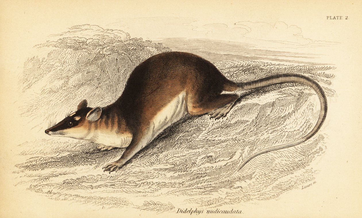 Brown Four-Eyed Opossum, Metachirus Nudicaudatus (engraving) by Georges Robert Waterhouse