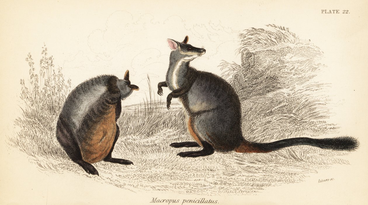 Brush-Tailed Rock-Wallaby, Petrogale penicillata (engraving) by Georges Robert Waterhouse