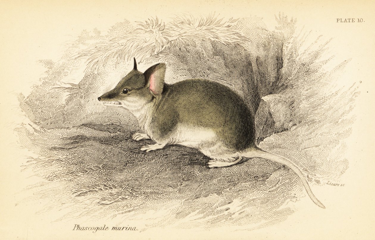 Common Dunnart, Sminthopsis Murina (engraving) by Georges Robert Waterhouse