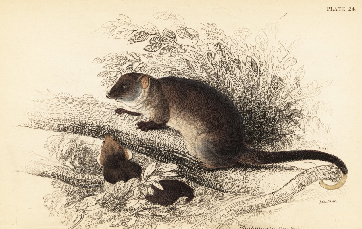 Common ringtail possum, Pseudocheirus peregrinus (1841) by Georges Robert Waterhouse
