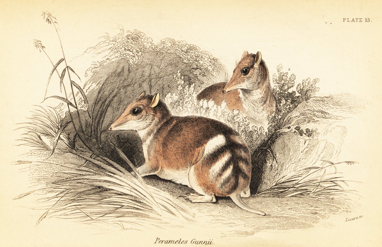 Eastern Barred Bandicoot, Perameles Gunnii by Georges Robert Waterhouse