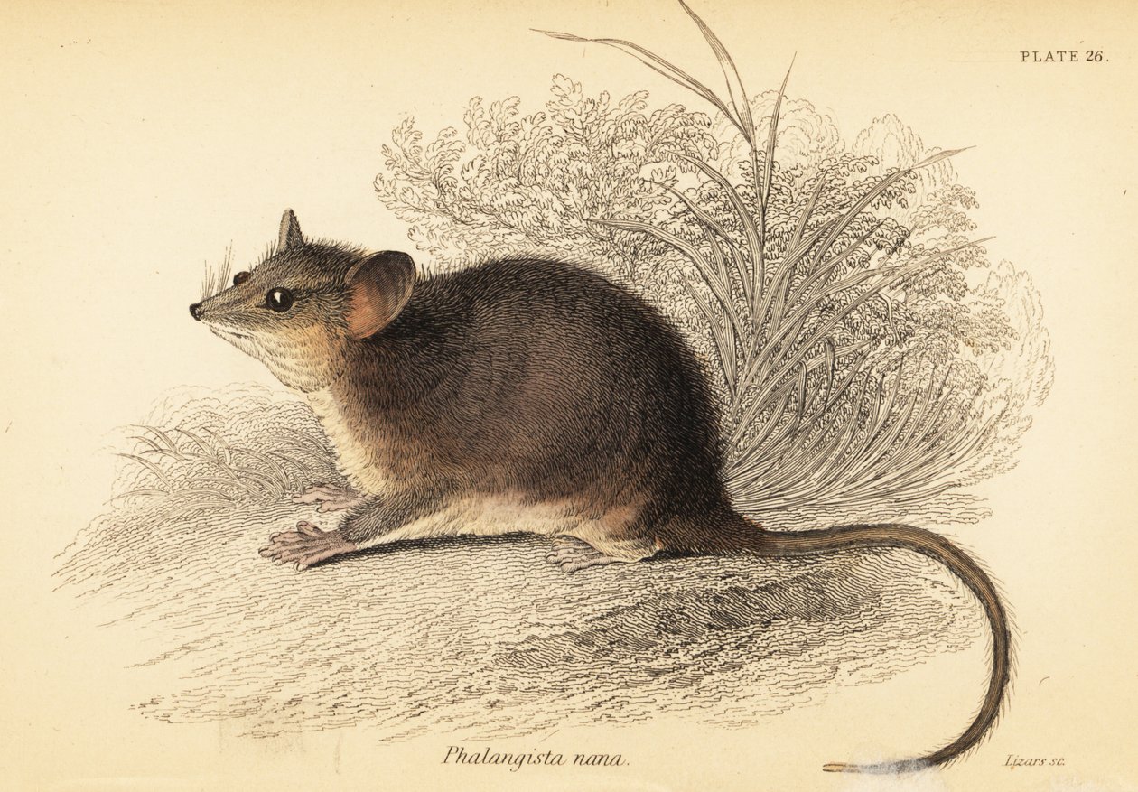 Eastern Pygmy Possum, Cercartetus nanus (engraving) by Georges Robert Waterhouse