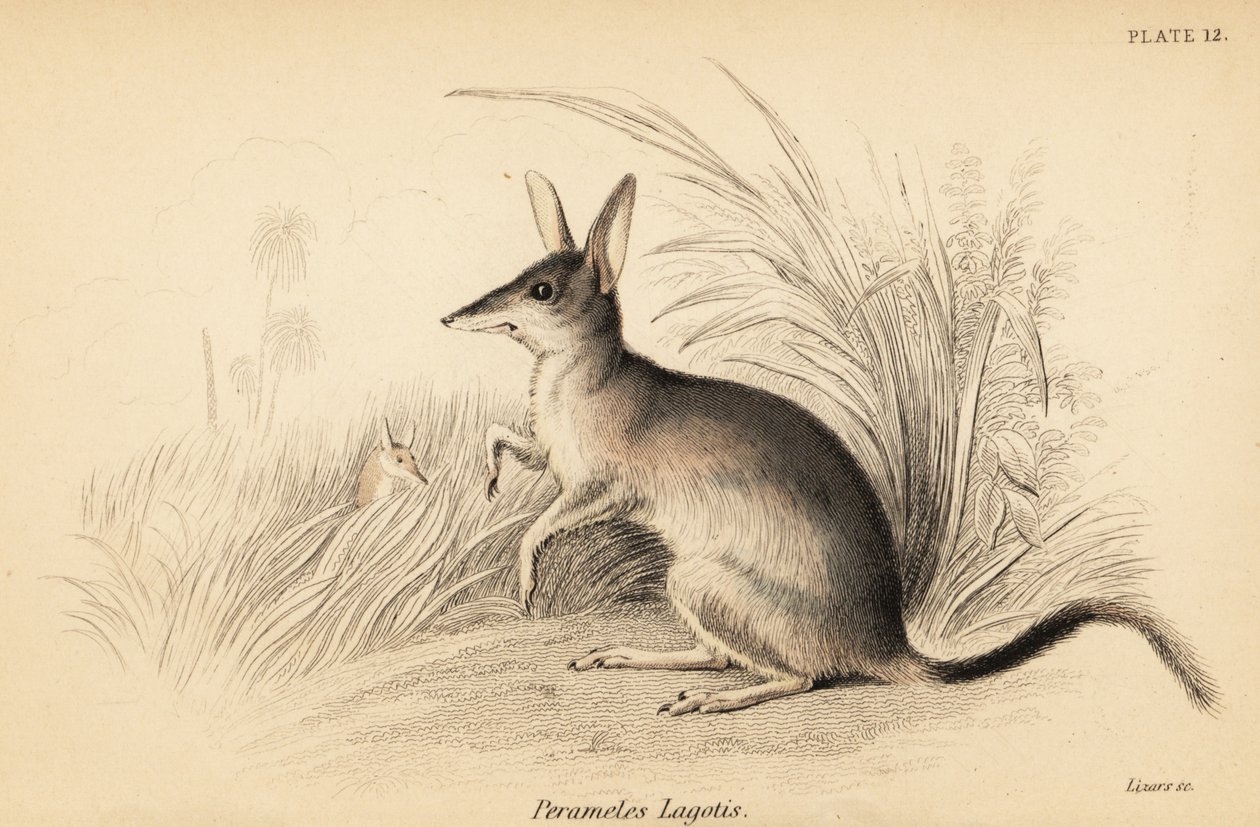Greater bilby, Macrotis lagotis, Endangered, 1841 by Georges Robert Waterhouse