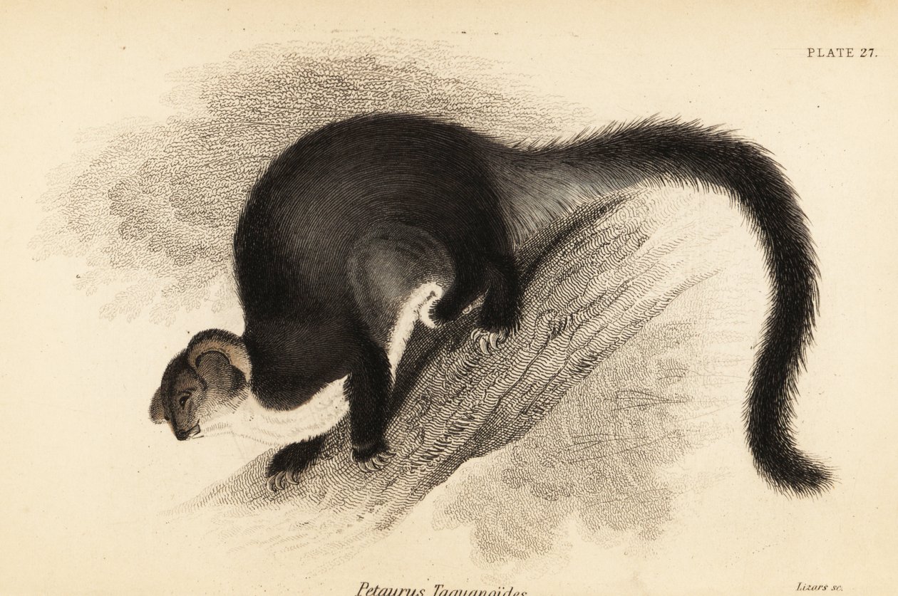 Greater Glider, Petauroides volans, 1841 (engraving) by Georges Robert Waterhouse