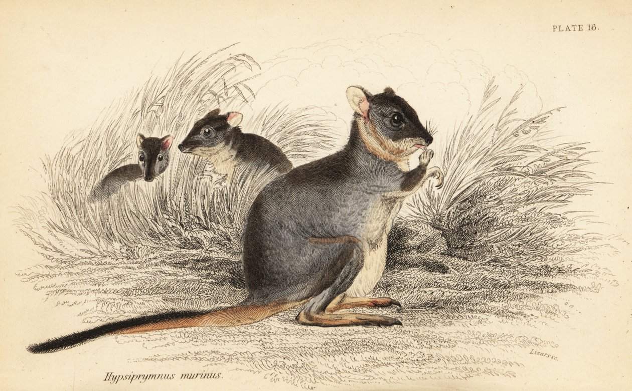 Long-Footed Potoroo, Potorous Longipes (Vulnerable, 1841) by Georges Robert Waterhouse
