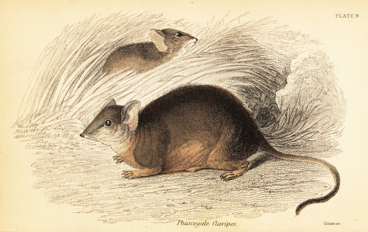 Mardo or yellow-footed antechinus, Antechinus flavipes, 1841 by Georges Robert Waterhouse