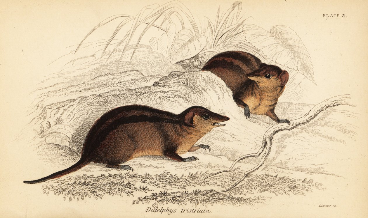 Northern Three-striped Opossum, Monodelphis americana, 1841 (engraving) by Georges Robert Waterhouse