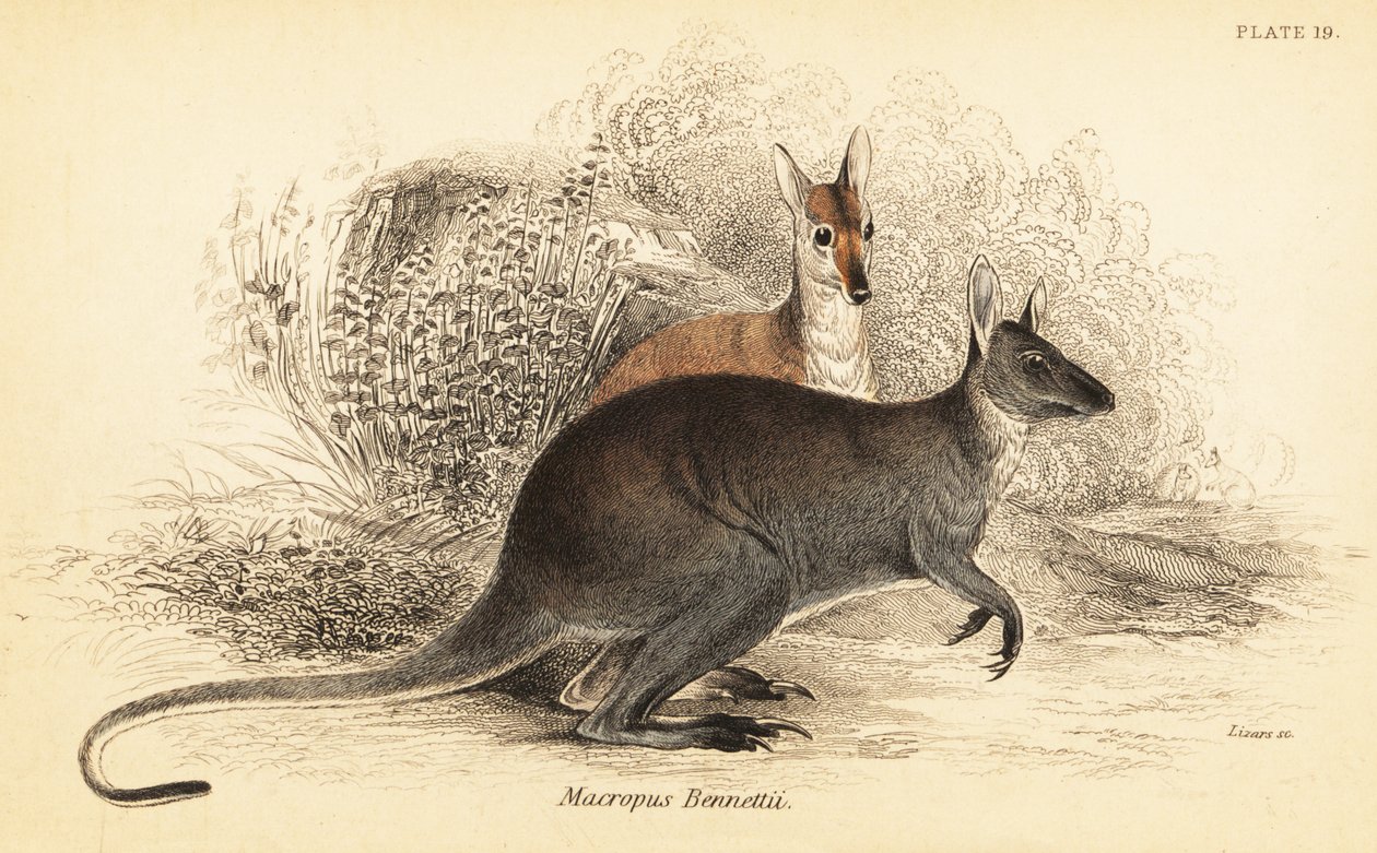 Red-necked Wallaby, Macropus rufogriseus, 1841 (engraving) by Georges Robert Waterhouse