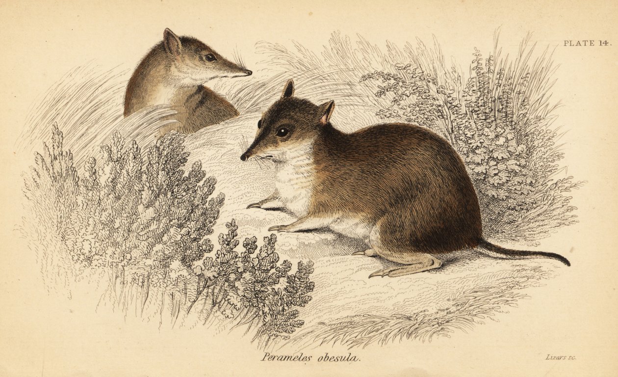 Southern Brown Bandicoot, Isoodon Obesulus (Endangered, 1841) by Georges Robert Waterhouse