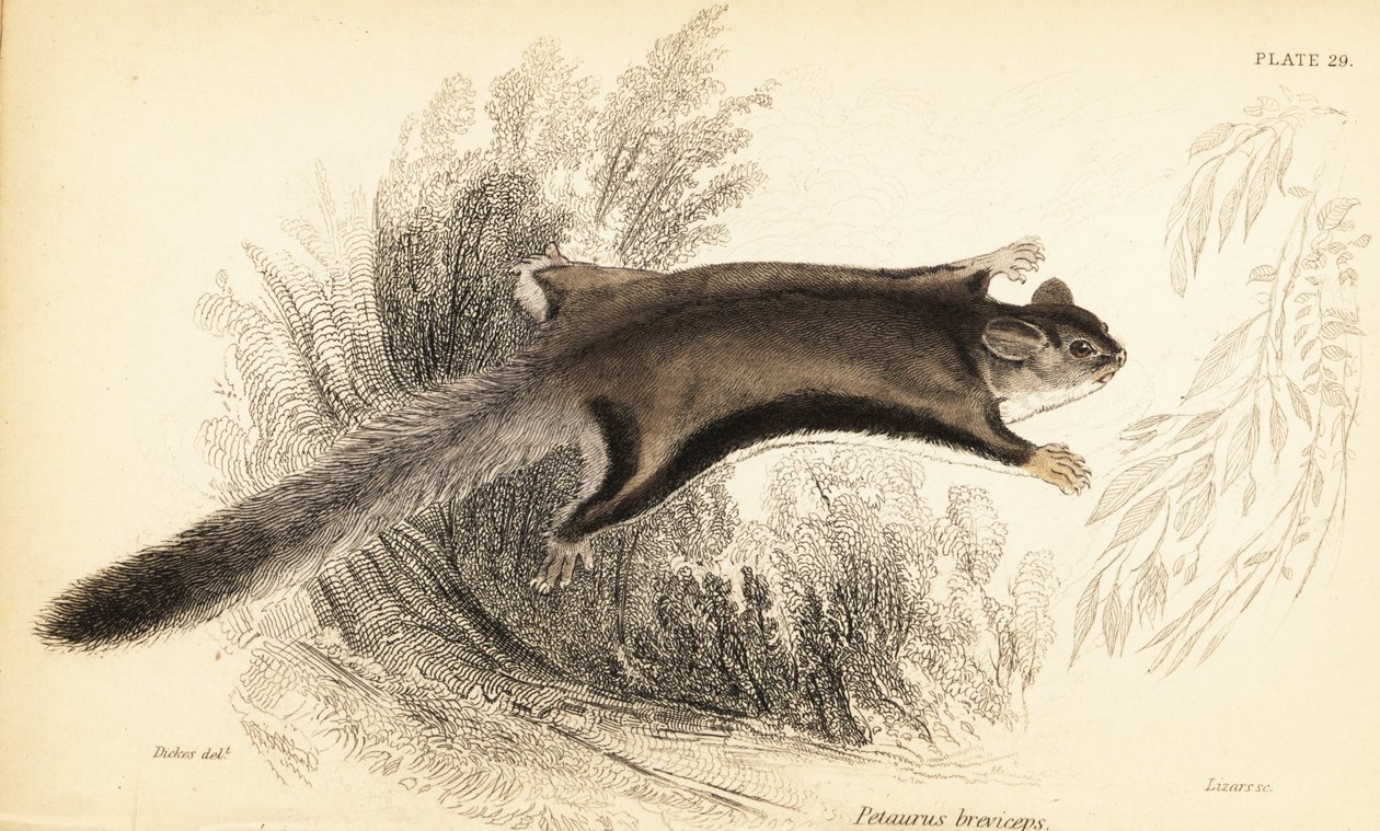 Sugar Glider, Petaurus Breviceps by Georges Robert Waterhouse