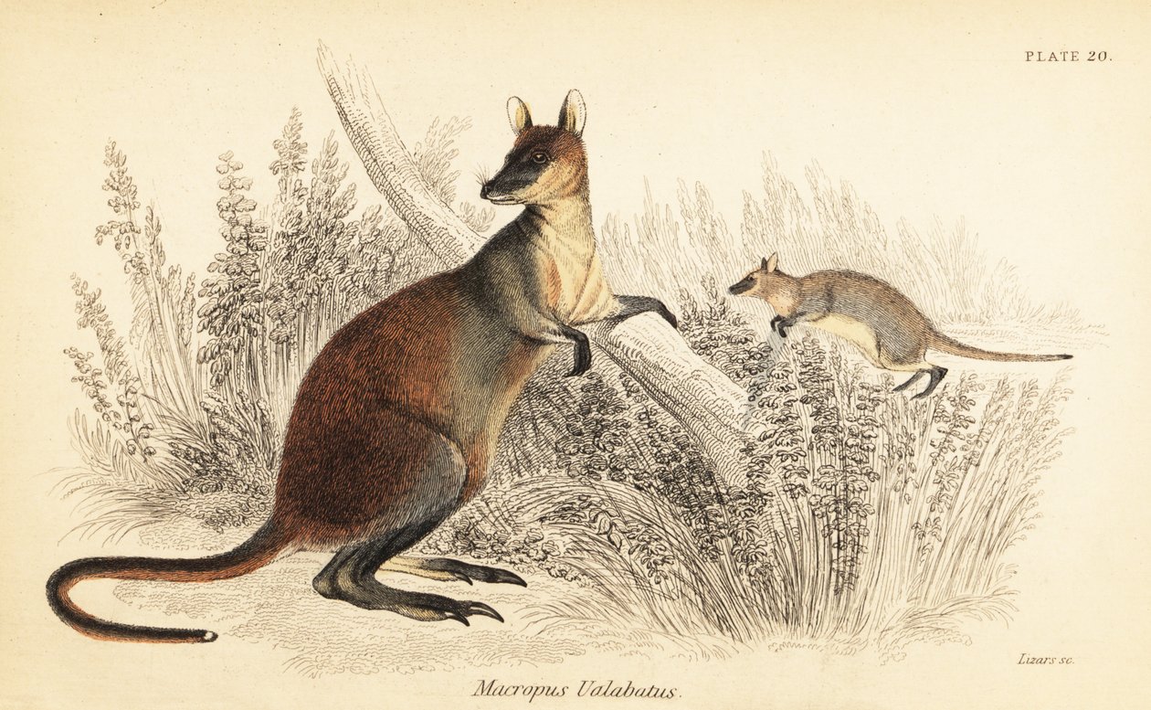 Swamp Wallaby, Wallabia Bicolor by Georges Robert Waterhouse