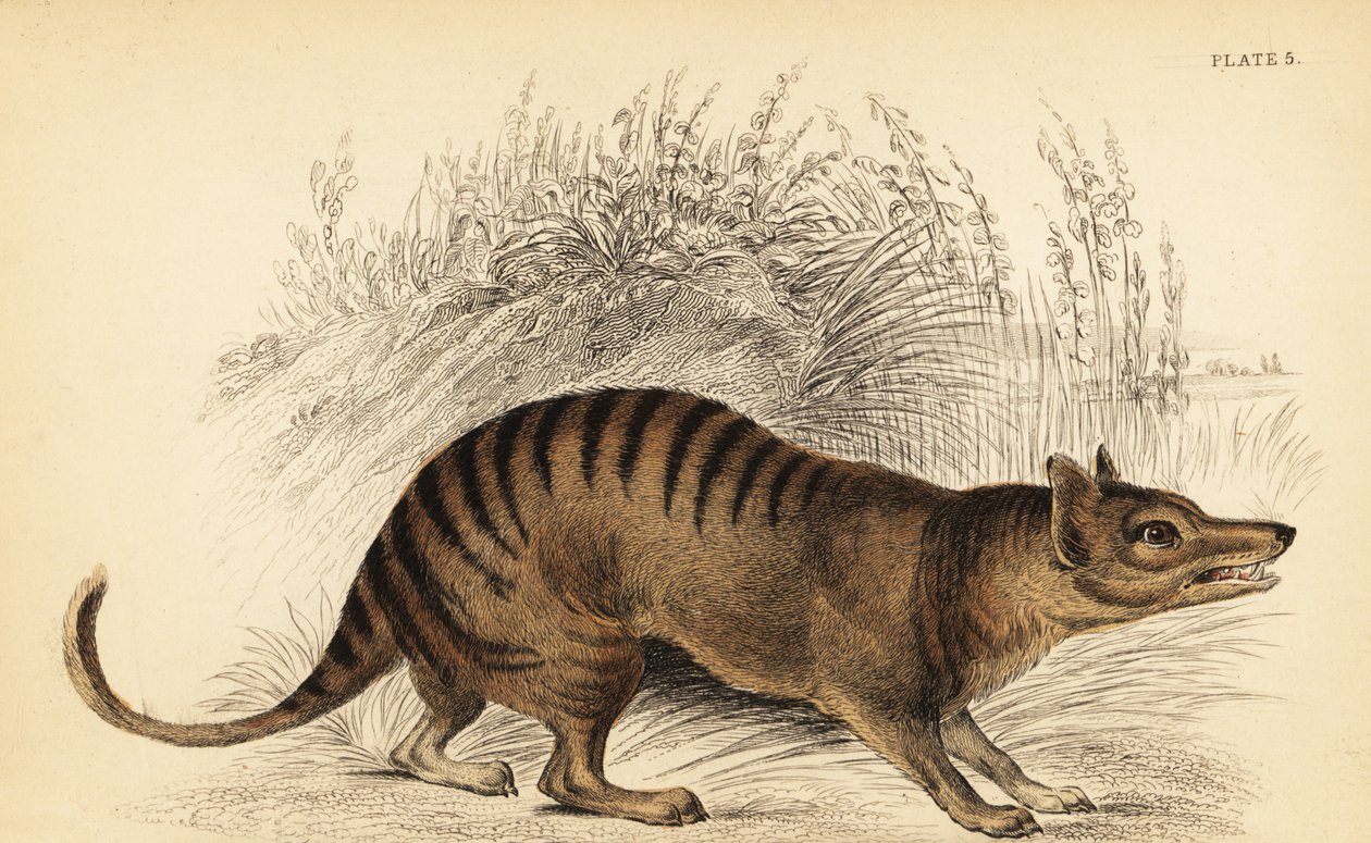 Tasmanian Tiger, Thylacinus cynocephalus (engraving) by Georges Robert Waterhouse