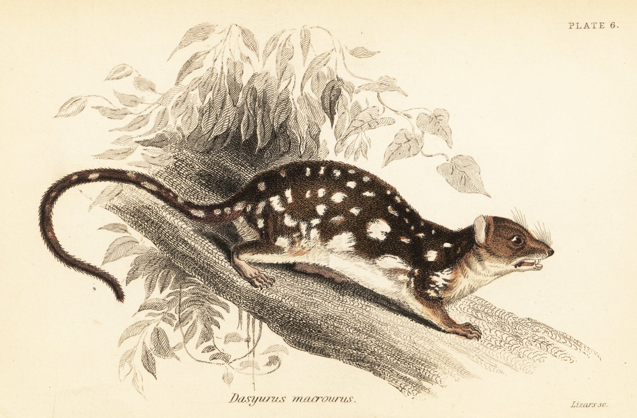 Tiger Quoll, Dasyurus maculatus (engraving) by Georges Robert Waterhouse