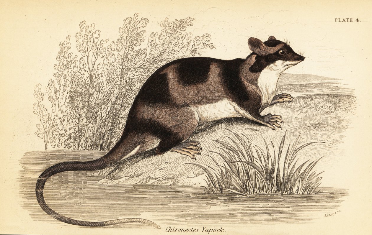 Water Opossum or Yapok, Chironectes Minimus by Georges Robert Waterhouse