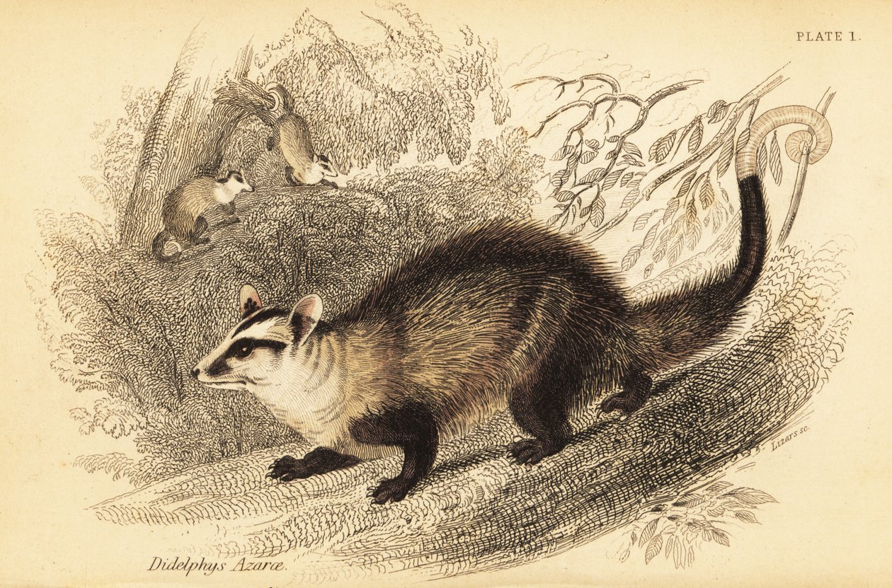 White-Eared Opossum, Didelphis Albiventris by Georges Robert Waterhouse